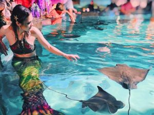 A mermaid swims with stringray at SeaQuest Las Vegas.