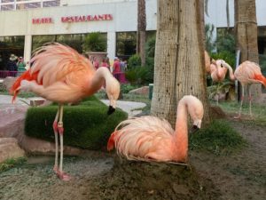 Chilean flamingos relaxing on the ground of Hotel Flamingo. 