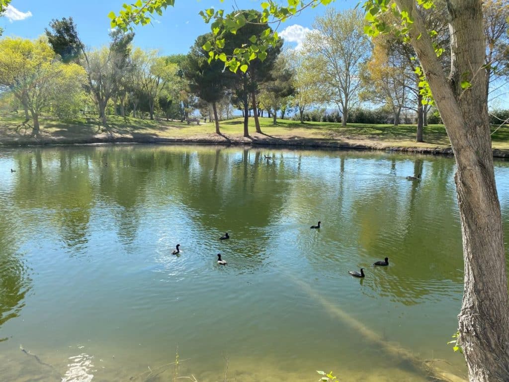 The ducks at Floyd Lamb Park