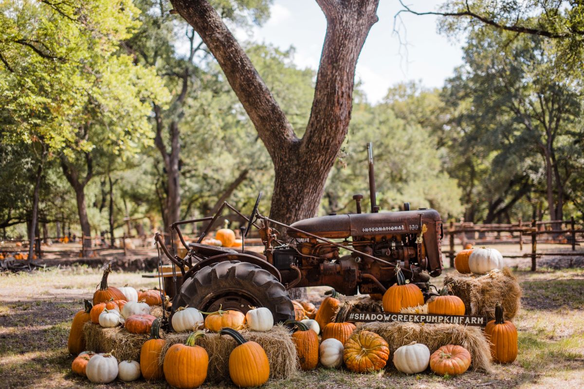 9 Great Pumpkin Patches in Las Vegas for 2023